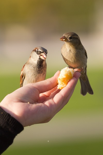Oiseaux Tuileries