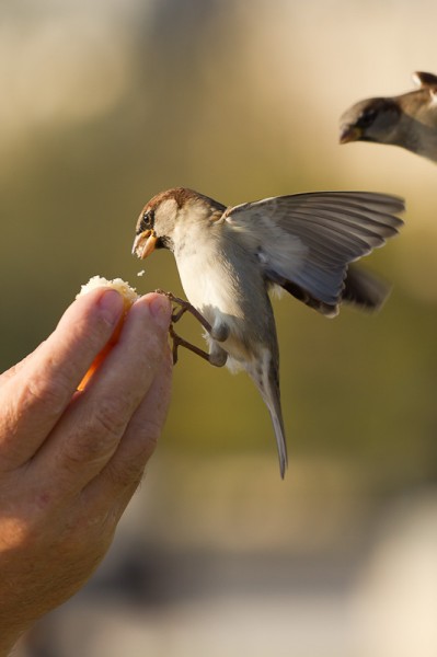 Oiseaux Tuileries